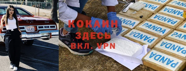 прущие грибы Новозыбков